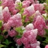 Hydrangea paniculata vanille fraise: obrezivanje, otpornost na mraz, u krajobraznom dizajnu